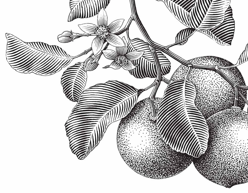 close up of tree branch with leaves and flowers