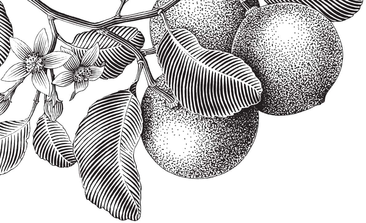 close up a flowering tree